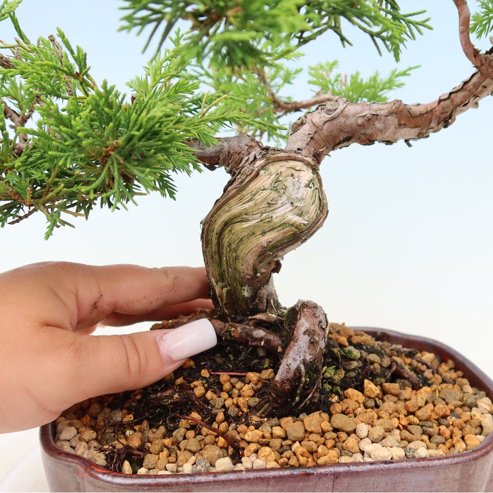 Bonsaï d'extérieur - Juniperus chinensis Itoigawa