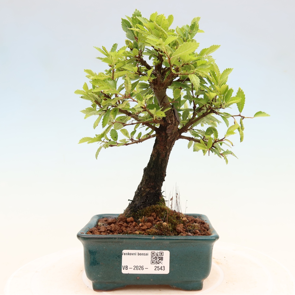 Bonsaï d'extérieur - Zelkova - Zelkova NIRE