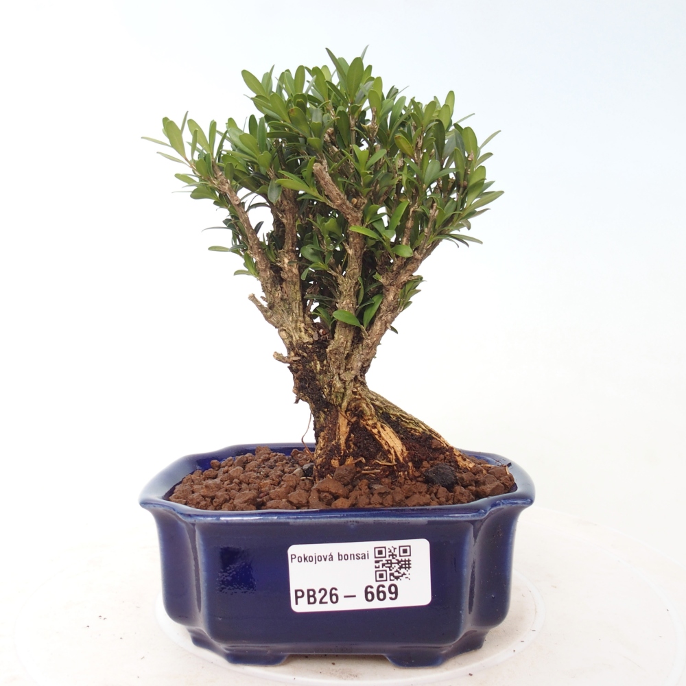 Bonsaï de chambre - Buxus harlandii - buxus liège