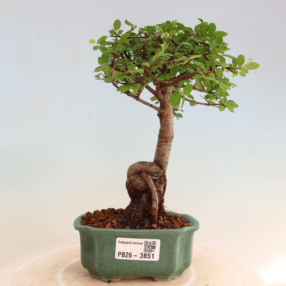 Bonsaï de chambre - Ulmus parvifolia - Orme à petites feuilles