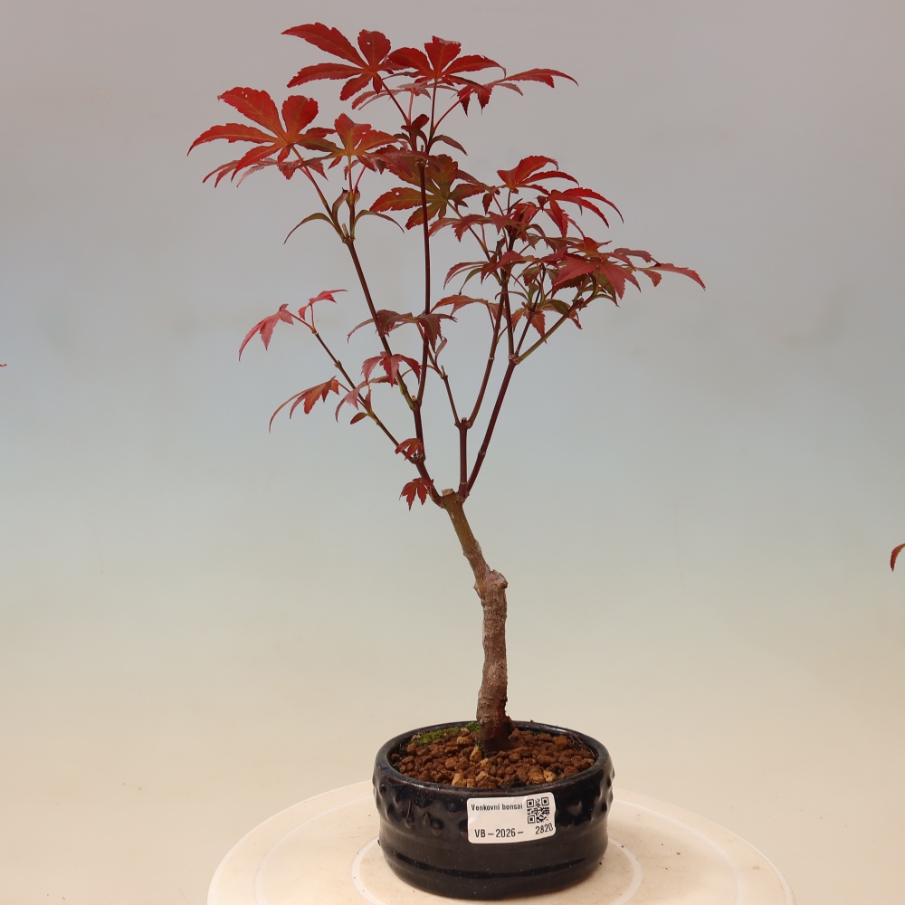 Bonsaï d'extérieur - Acer palm. Atropurpureum-Javor palmate