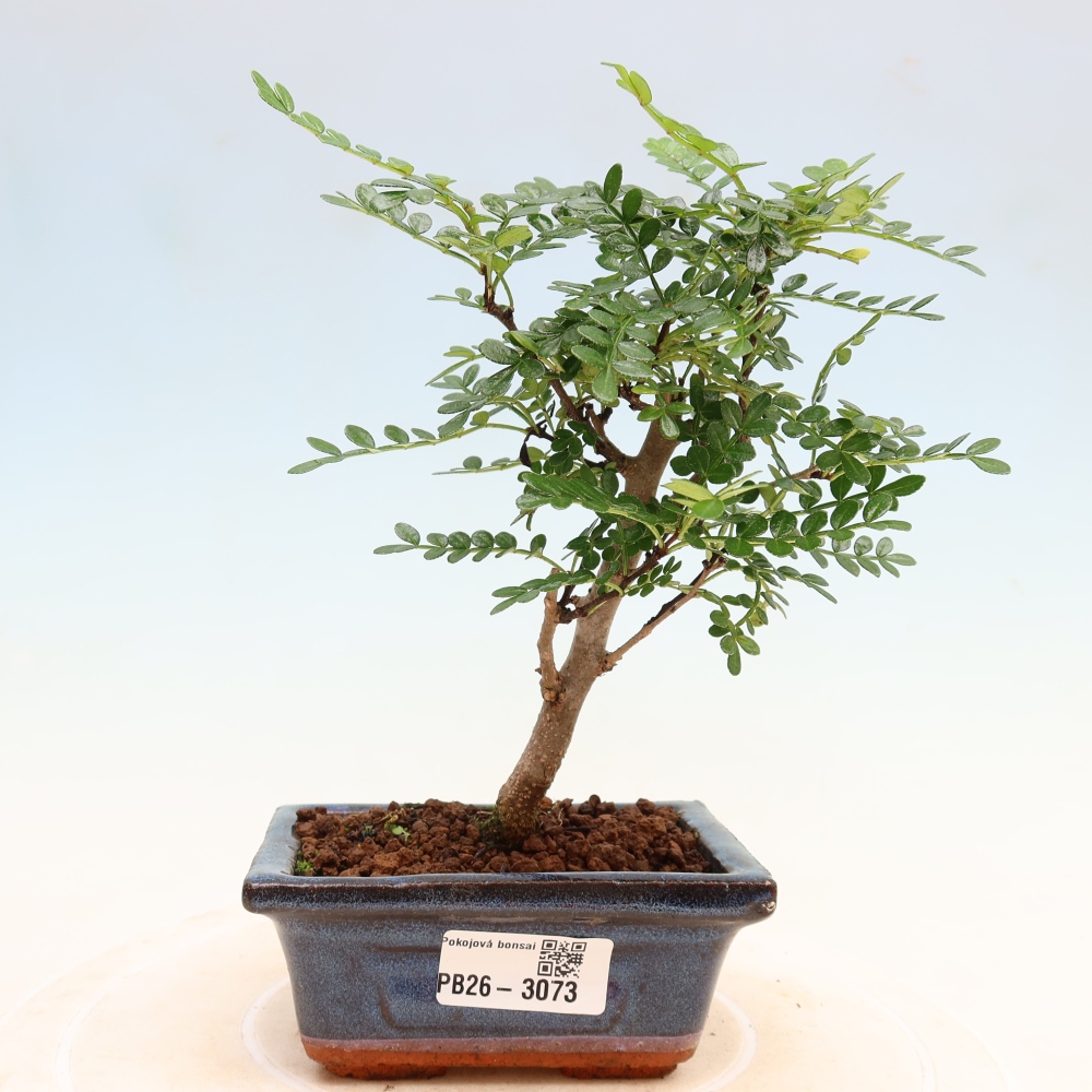 Salle bonsaï - Zantoxylum piperitum - arbre à poivre