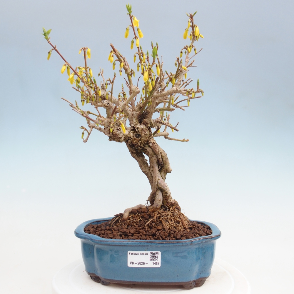 Bonsaï d'extérieur - Zlatice - Forsythia koreana