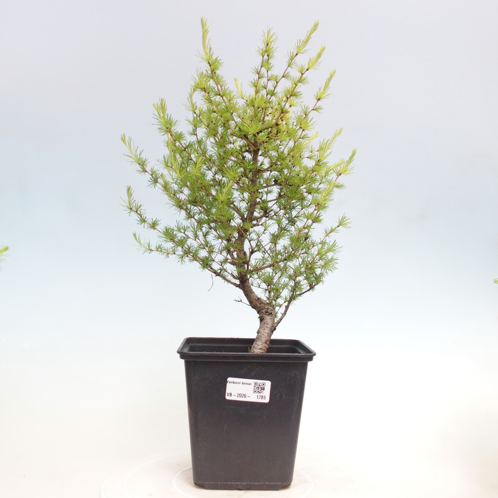 Bonsaï d'extérieur -Larix decidua - Mélèze
