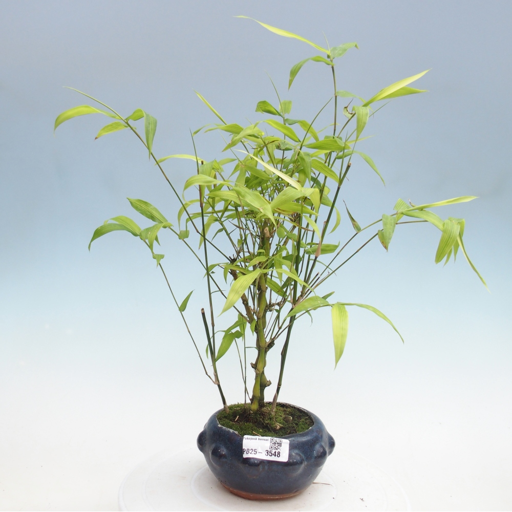 Bonsaï de chambre - Bamboo budha-Bamboo budha belly