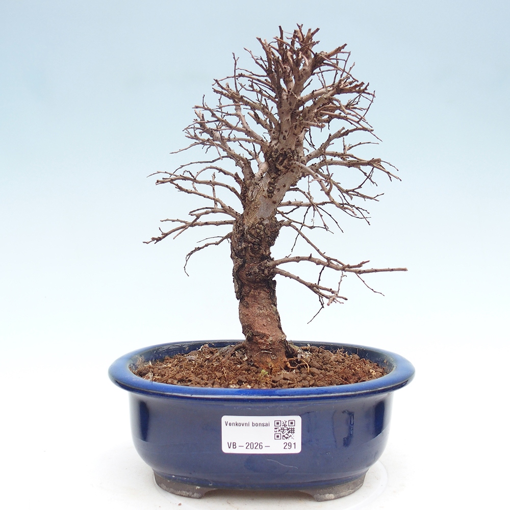 Bonsaï d'extérieur - Zelkova - Zelkova NIRE