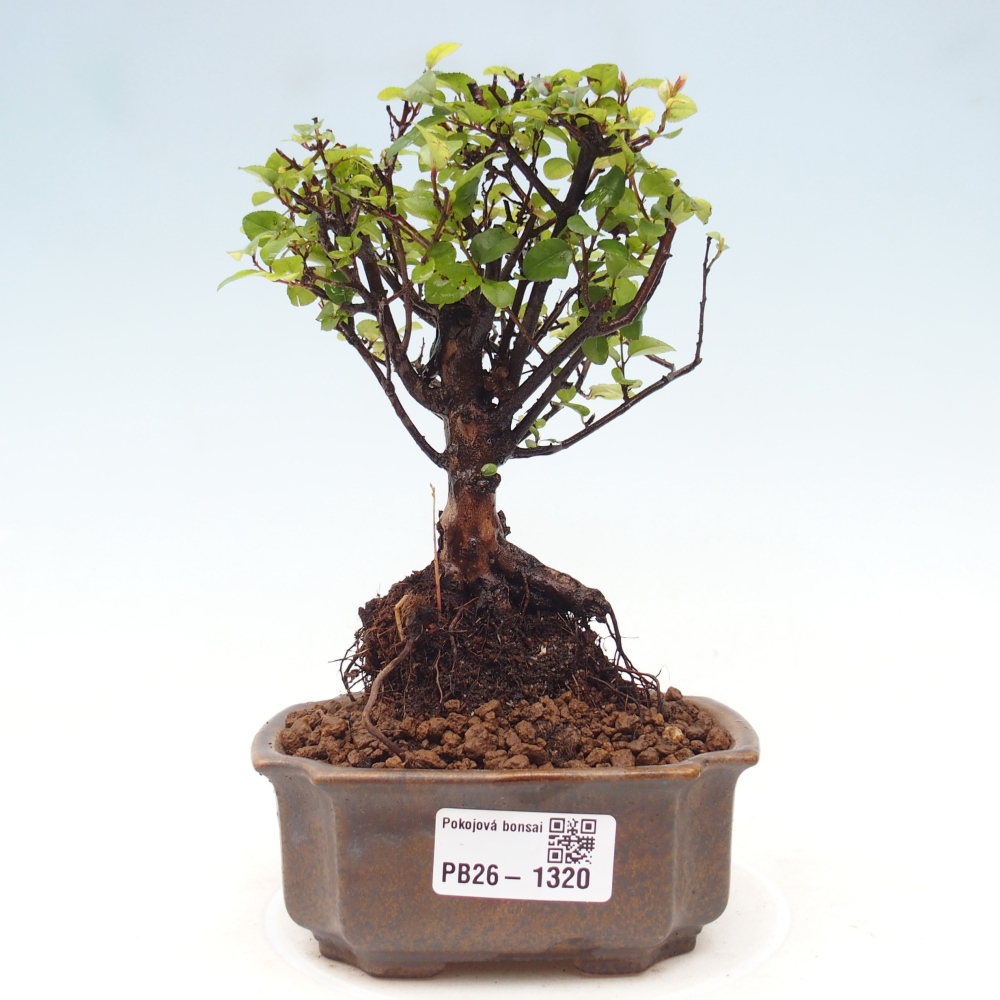 Bonsaï de chambre - Sageretia thea - Sageretia thea