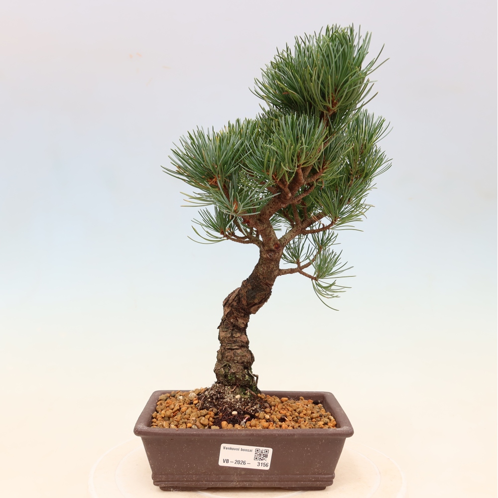 Bonsaï d'extérieur - Pinus parviflora - Pinus parviflora