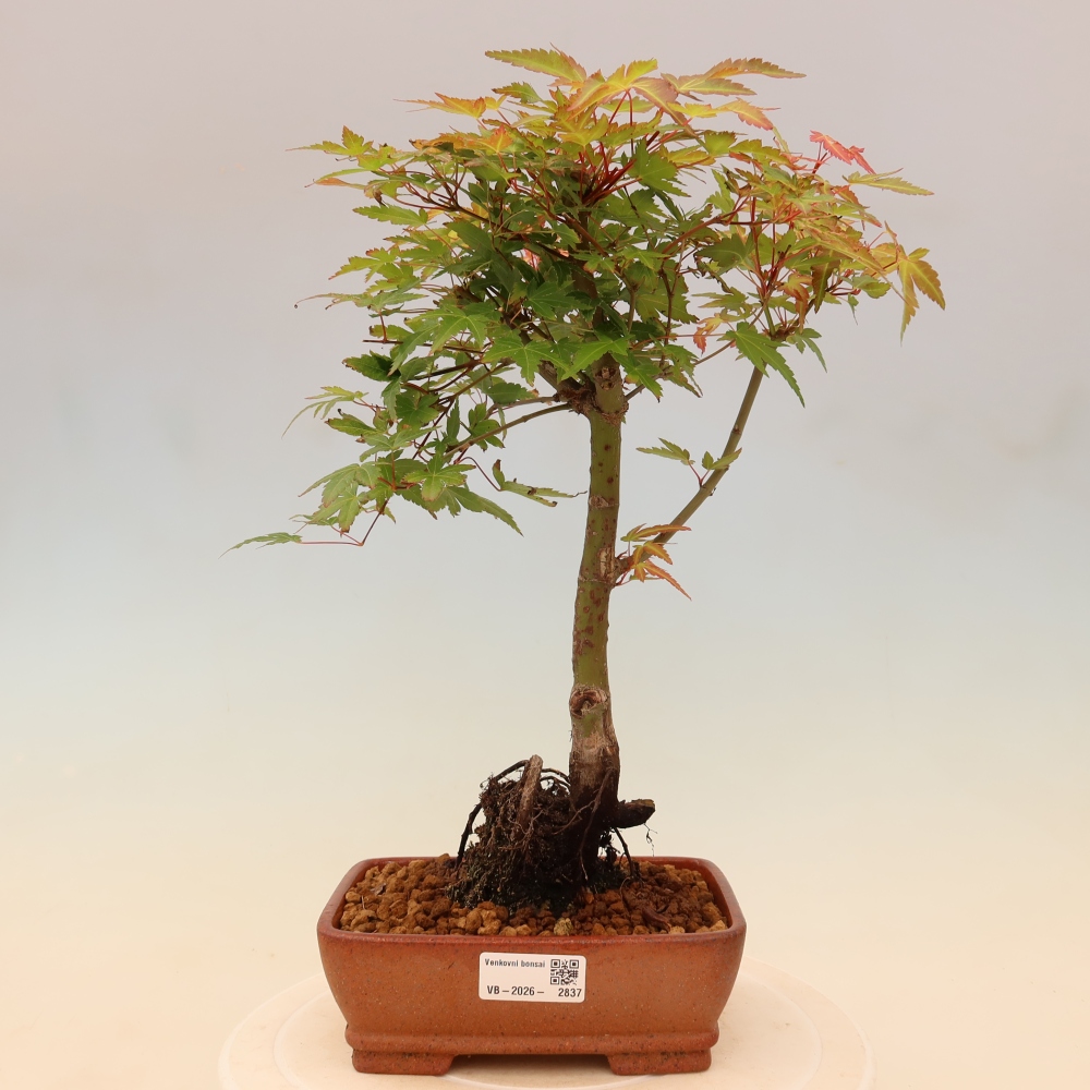 Érable de Norvège - Acer palmatum Beni Tsukasa