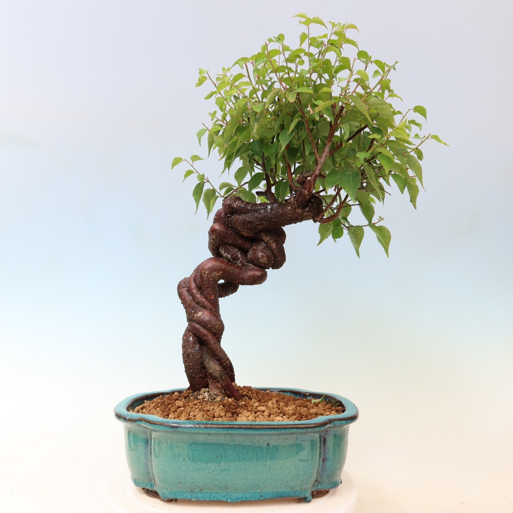 Bonsaï d'extérieur - Abricotier japonais - Prunus Mume