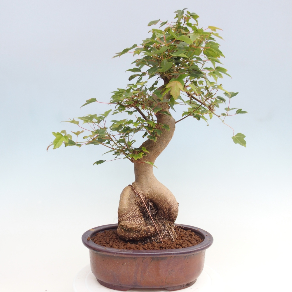 Bonsaï d'extérieur - Acer Buergerianum - Burger Maple
