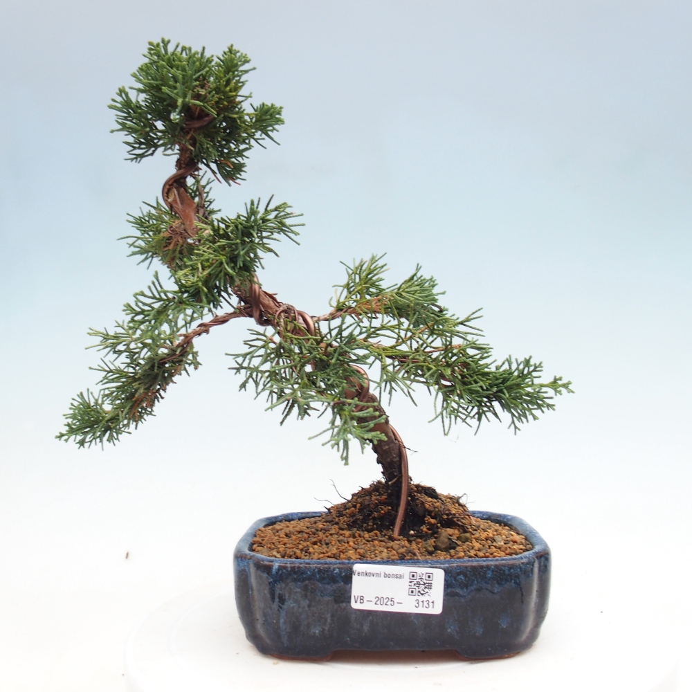 Bonsaï d'extérieur - Juniperus chinensis Kishu