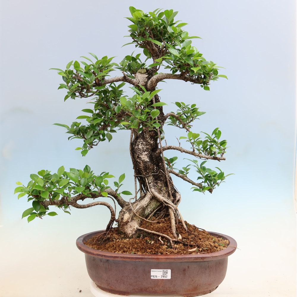 Salle bonsaï - Ficus kimmen - ficus à petites feuilles