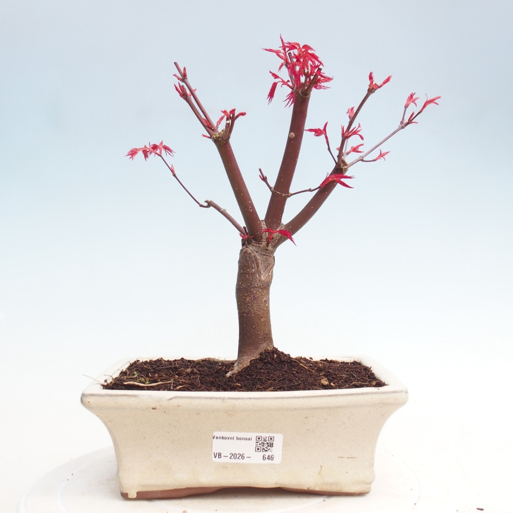 Bonsaï d'extérieur - Acer palmatum DESHOJO