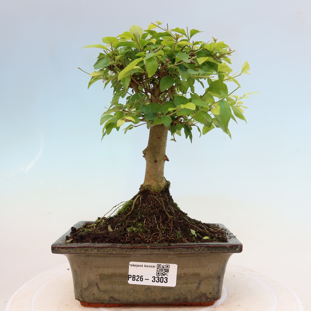 Bonsaï de chambre -Ligustrum chinensis - Bec d'oiseau