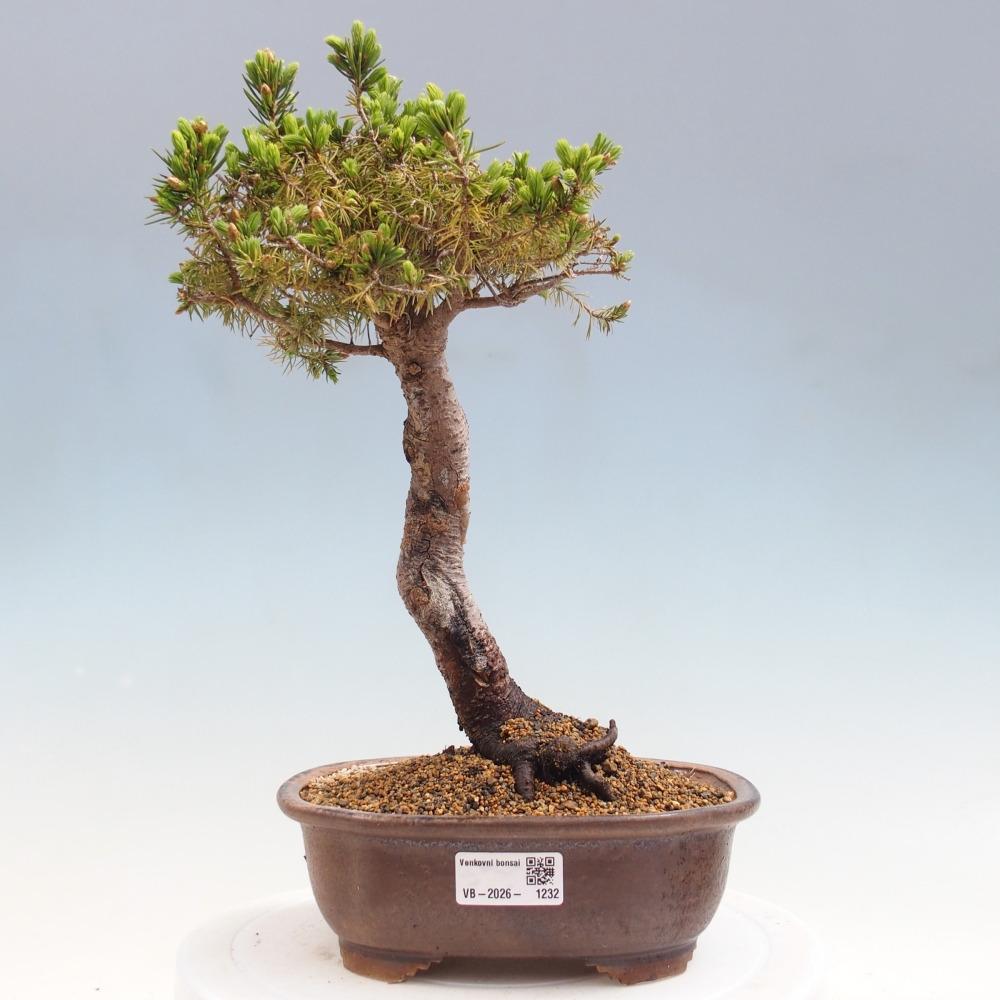 Bonsaï d'extérieur - Épicéa - Picea glauca globe