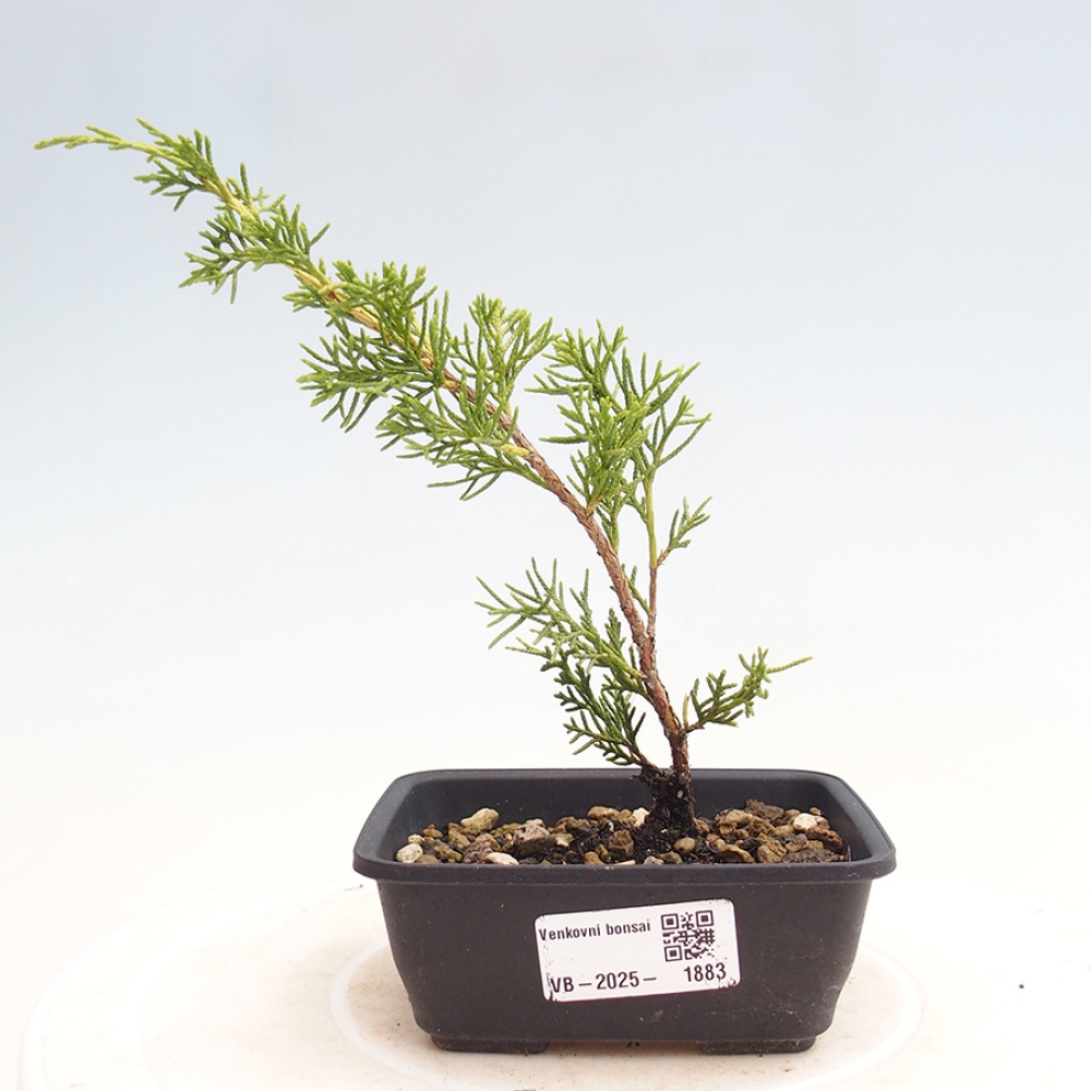 Bonsaï d'extérieur - Juniperus chinensis Itoigawa