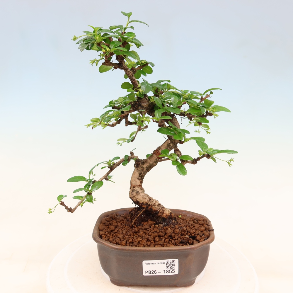 Bonsaï de chambre - Carmona macrophylla - Tea fuki