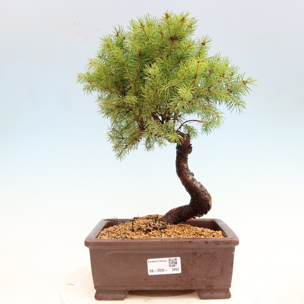 Bonsaï d'extérieur - Épicéa glauque - Picea glauca globe
