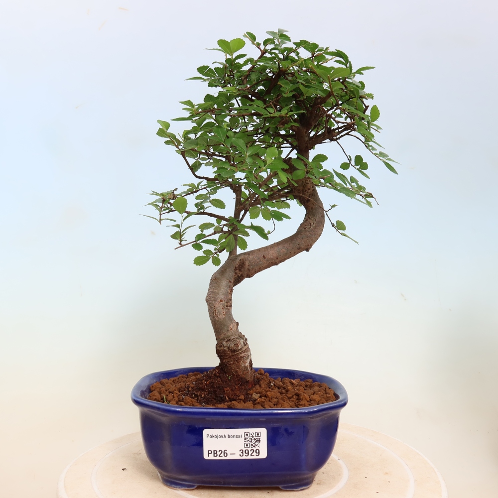 Bonsaï de chambre - Ulmus parvifolia - Orme à petites feuilles