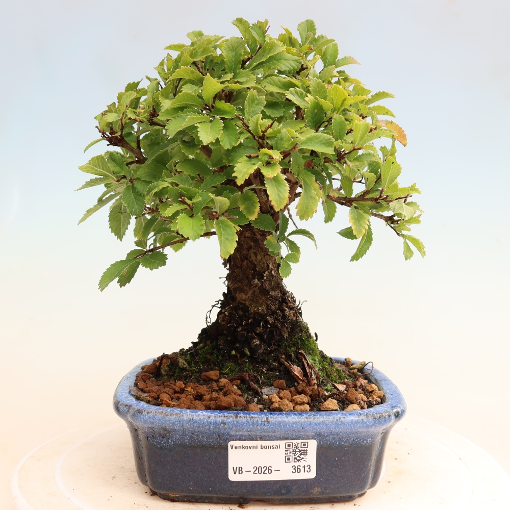 Bonsaï d'extérieur - Zelkova - Zelkova NIRE