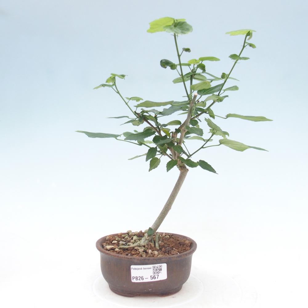 Bonsaï d'intérieur - Malvaviscus arboreus