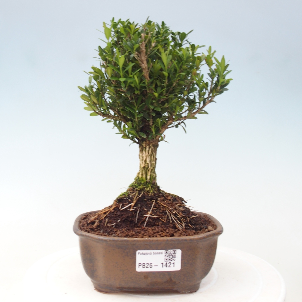 Bonsaï de chambre - Buxus harlandii - buxus liège