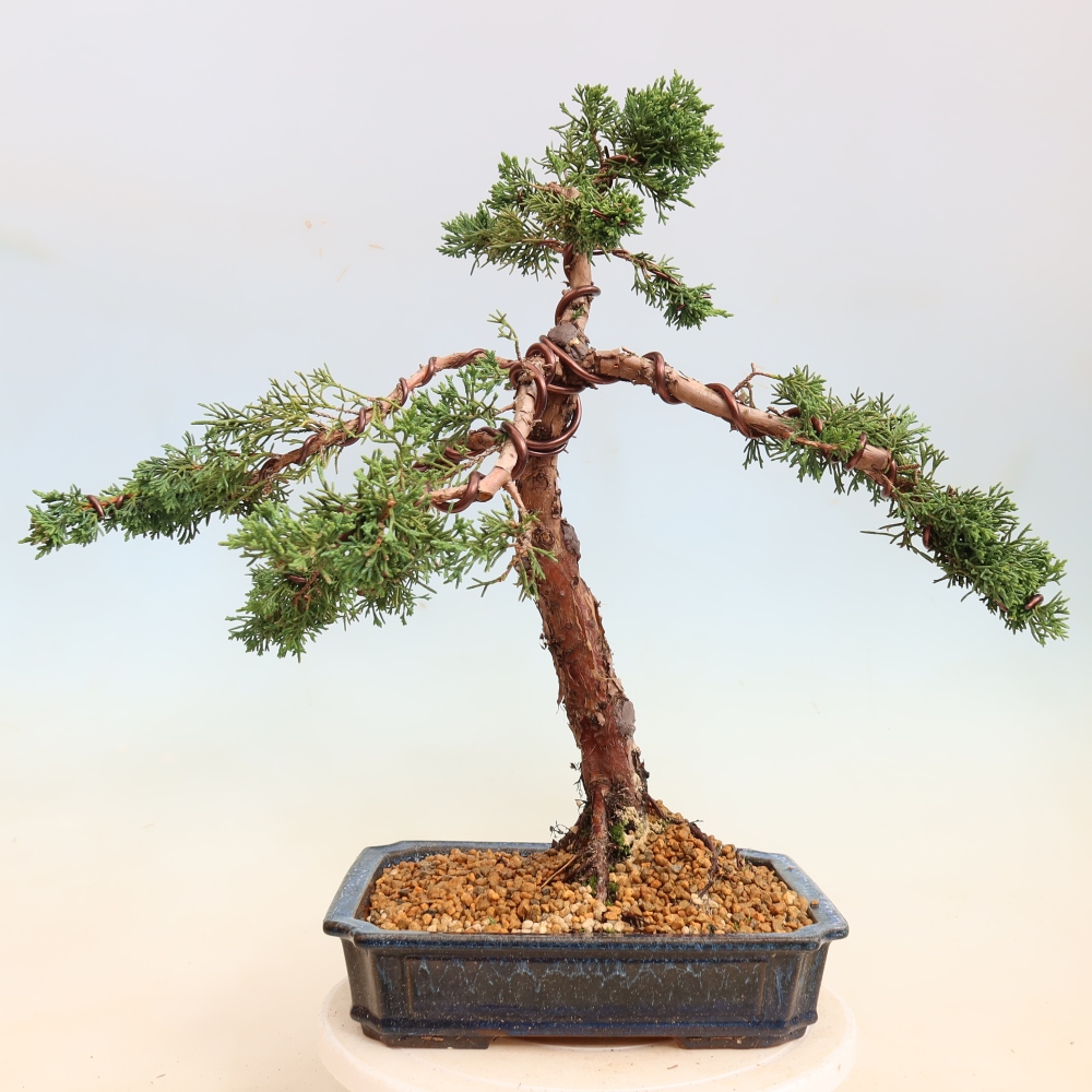 Bonsaï d'extérieur - Juniperus chinensis Kishu