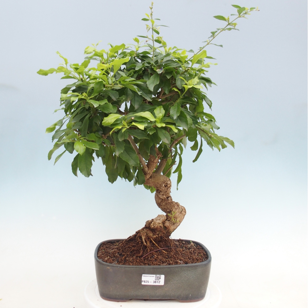 Bonsaï de chambre - Duranta repens -Duranta