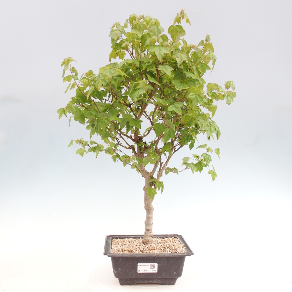 Bonsaï d'extérieur - Acer Buergerianum - Burger Maple