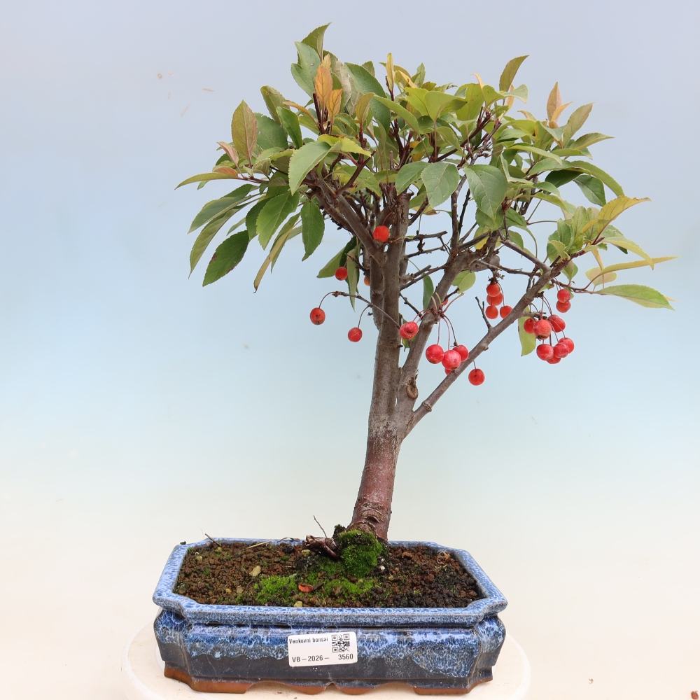 Bonsaï d'extérieur -Malus domestica - Pommier à petits fruits et à feuilles rouges