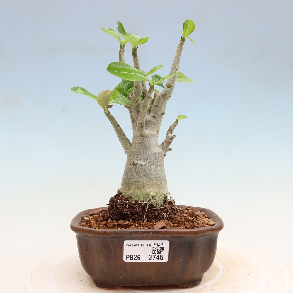 Bonsaï d'intérieur - Adenium obesum Red Star - Rose du désert