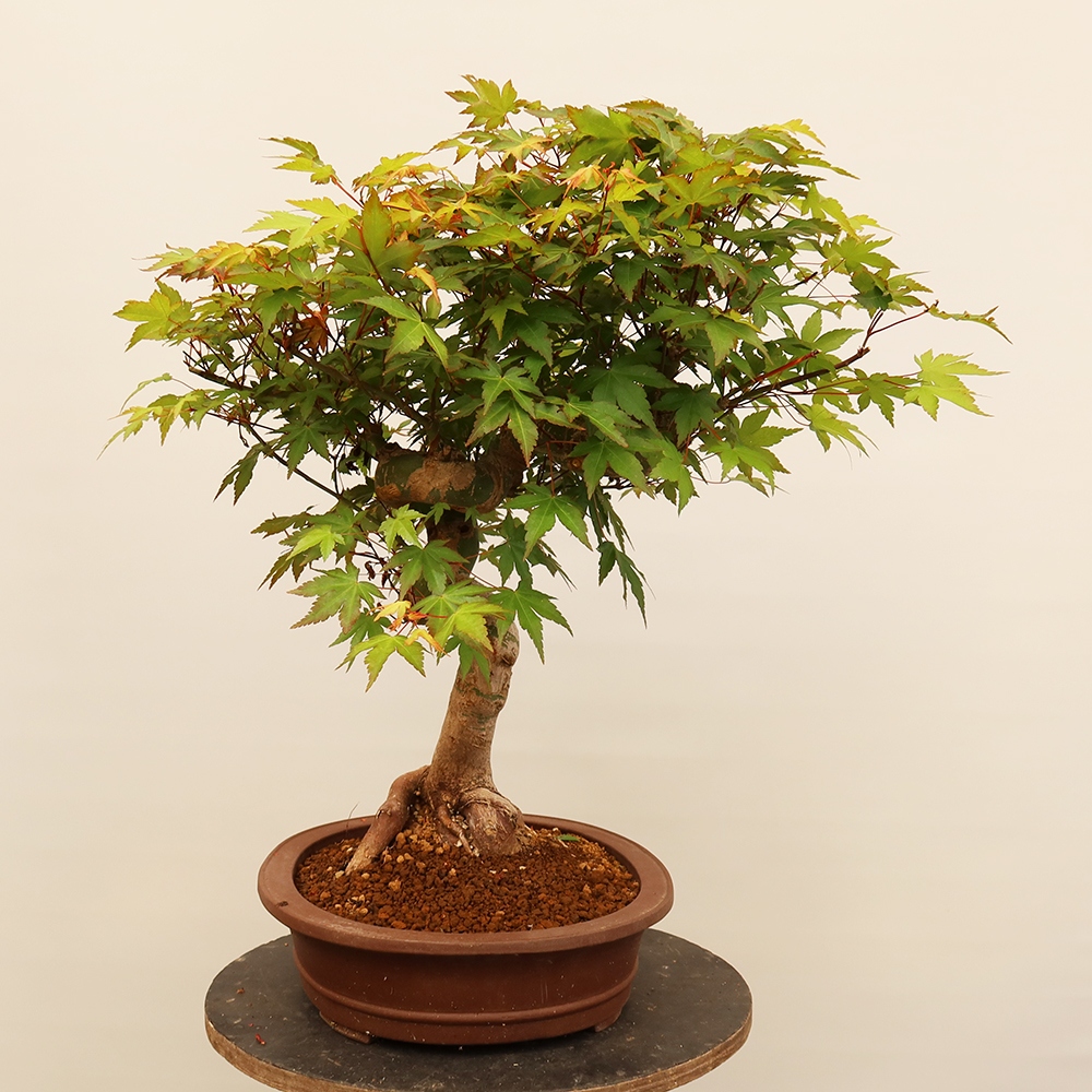Bonsaïs d'extérieur - Maple palmatum - Palmiers