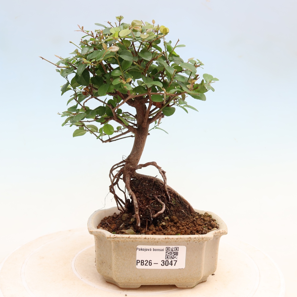 Bonsaï de chambre - Sageretia thea - Sageretia thea