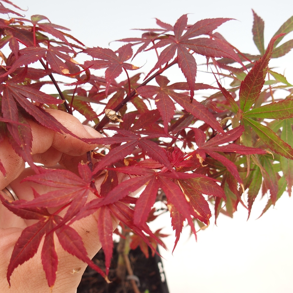 Bonsaï d'extérieur - Acer palmatum Berry Broom en conteneur