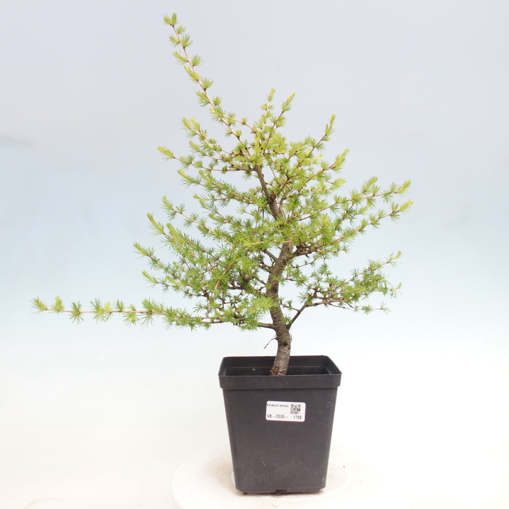 Bonsaï d'extérieur -Larix decidua - Mélèze