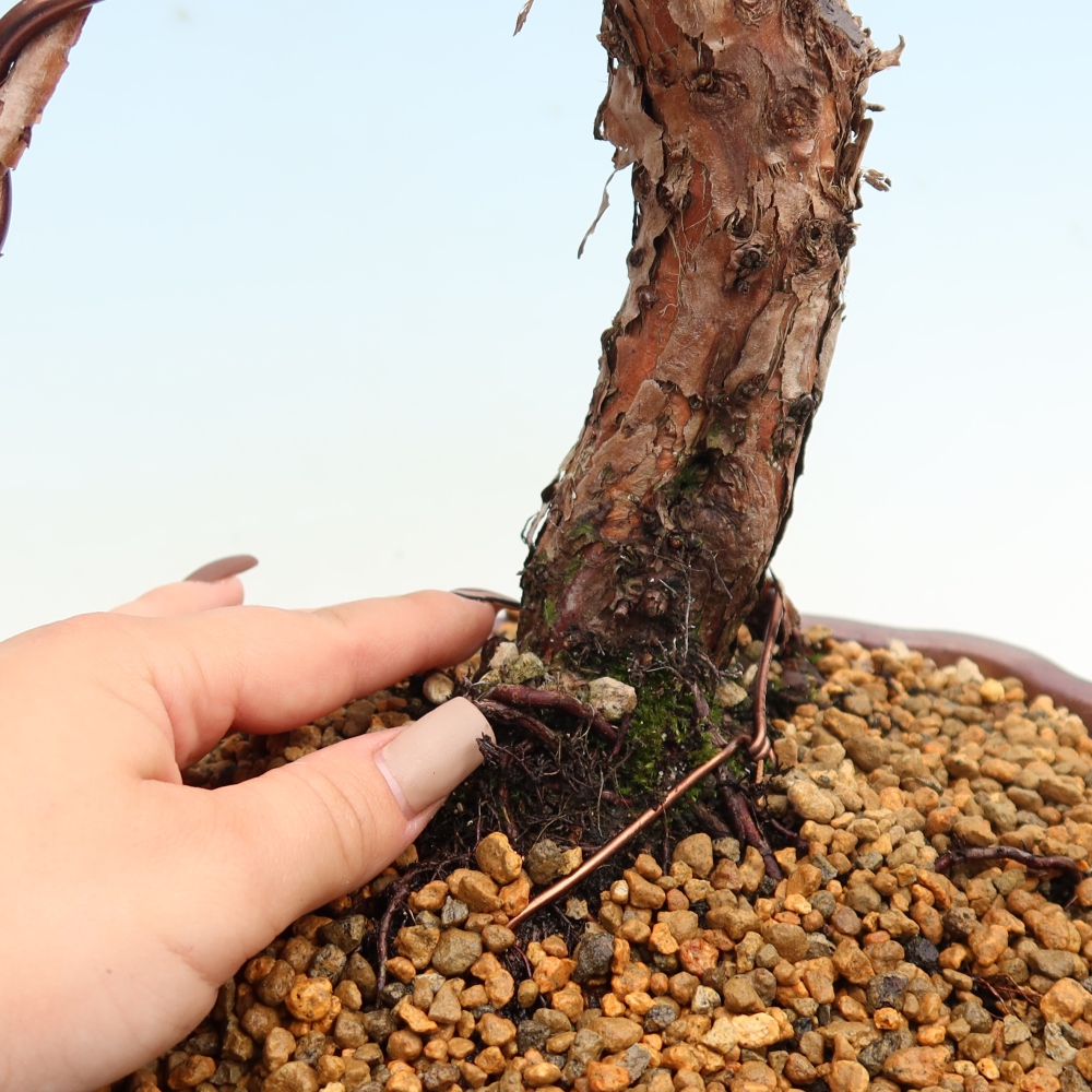 Bonsaï d'extérieur - Juniperus chinensis Kishu