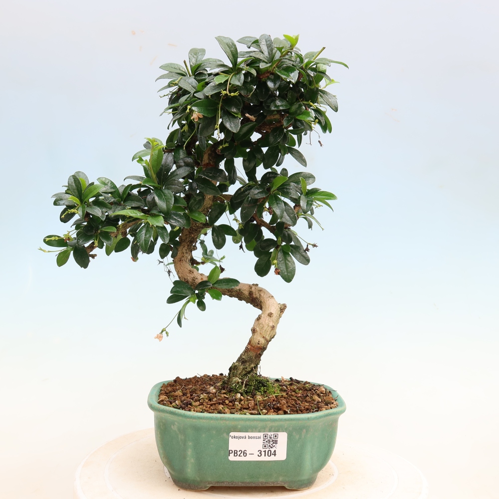Bonsaï de chambre - Carmona macrophylla - Tea fuki