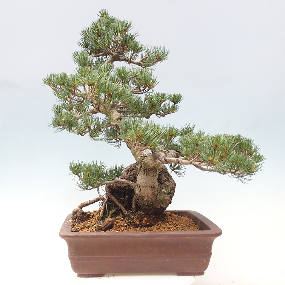 Bonsaï d'extérieur - Pinus parviflora - Pinus parviflora