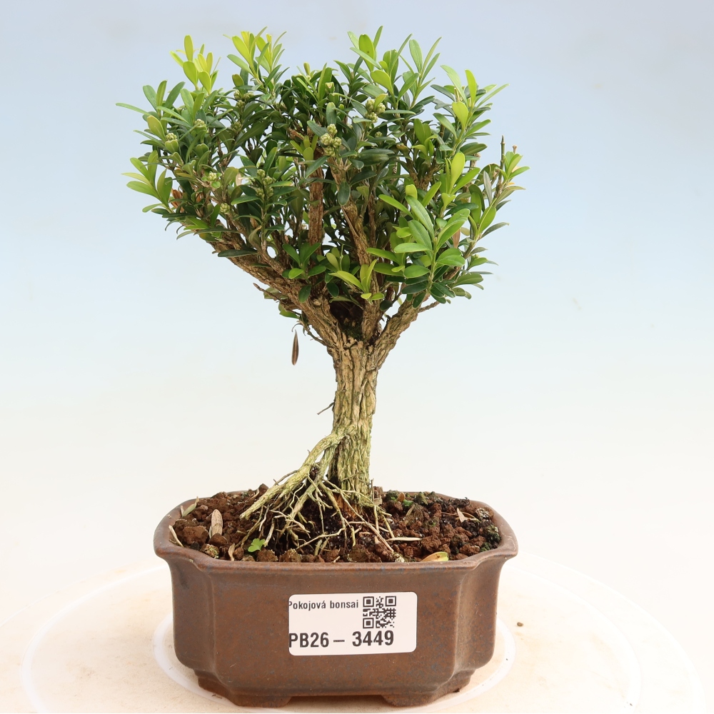Bonsaï de chambre - Buxus harlandii - buxus liège