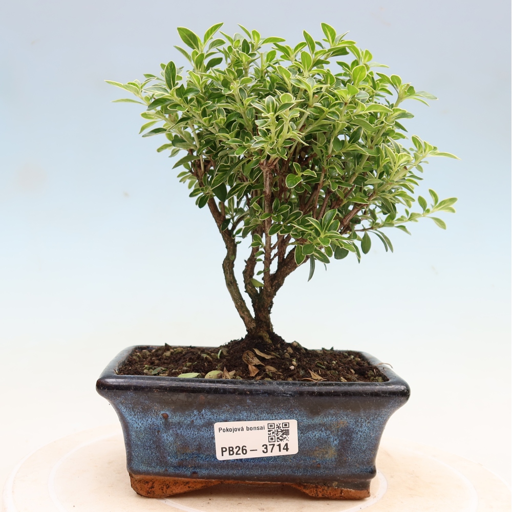 Salle bonsaï - Serissa foetida Variegata - Arbre aux mille étoiles