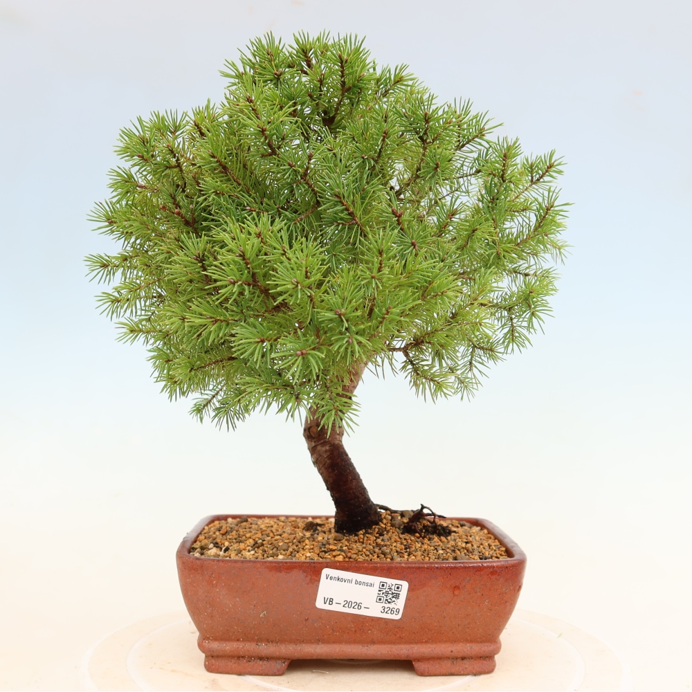 Bonsaï d'extérieur - Épicéa - Picea glauca globe