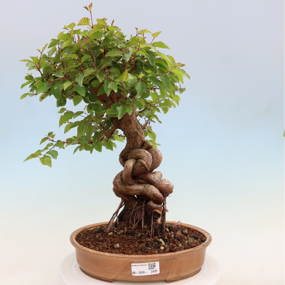 Bonsaï d'extérieur -Carpinus Coreana - Charme de Corée