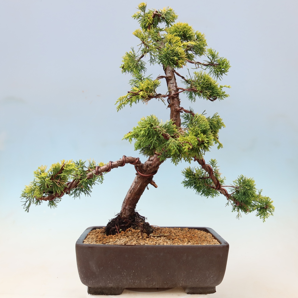 Bonsaï d'extérieur - Juniperus chinensis  aurea - Genévrier chinois doré