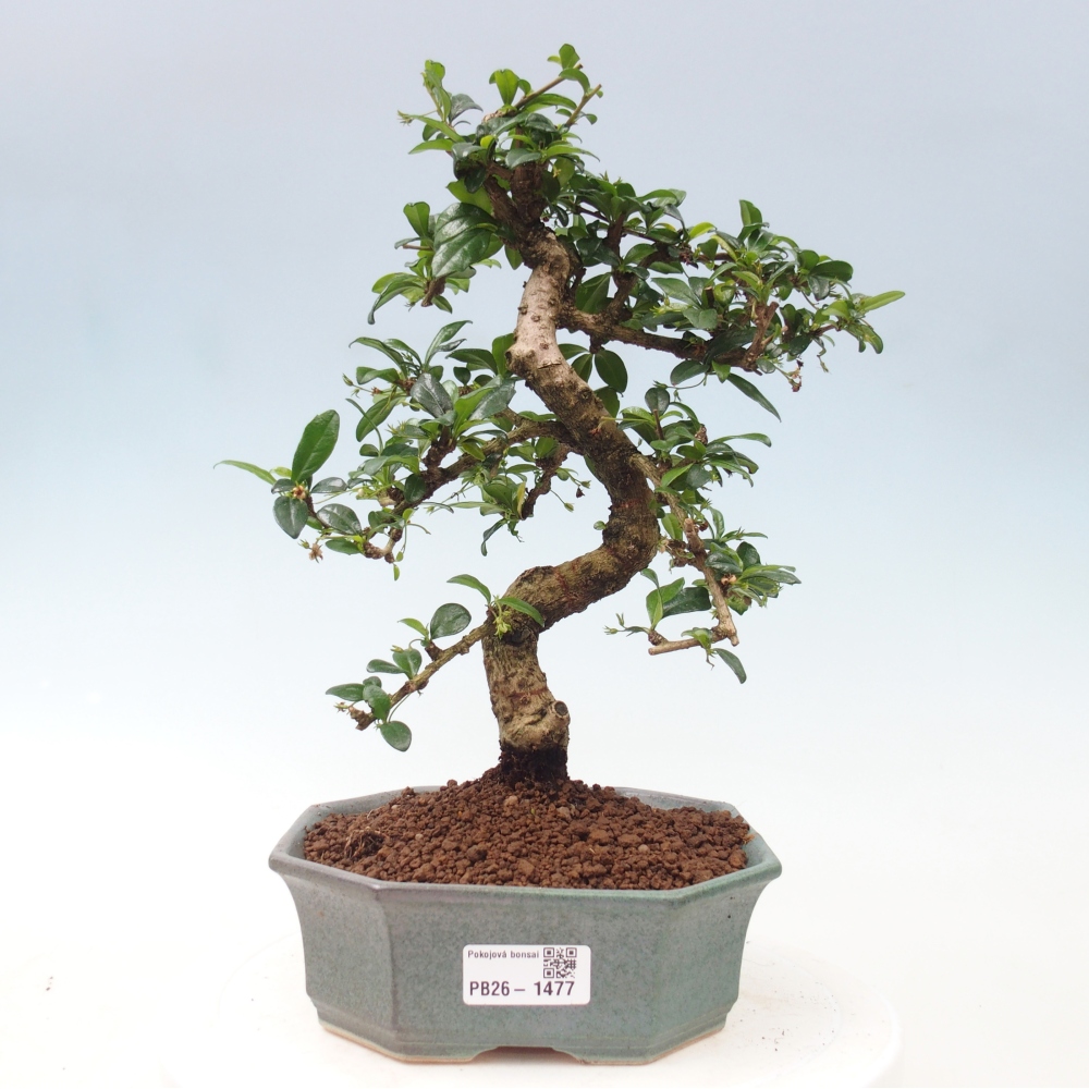Bonsaï de chambre - Carmona macrophylla - Tea fuki