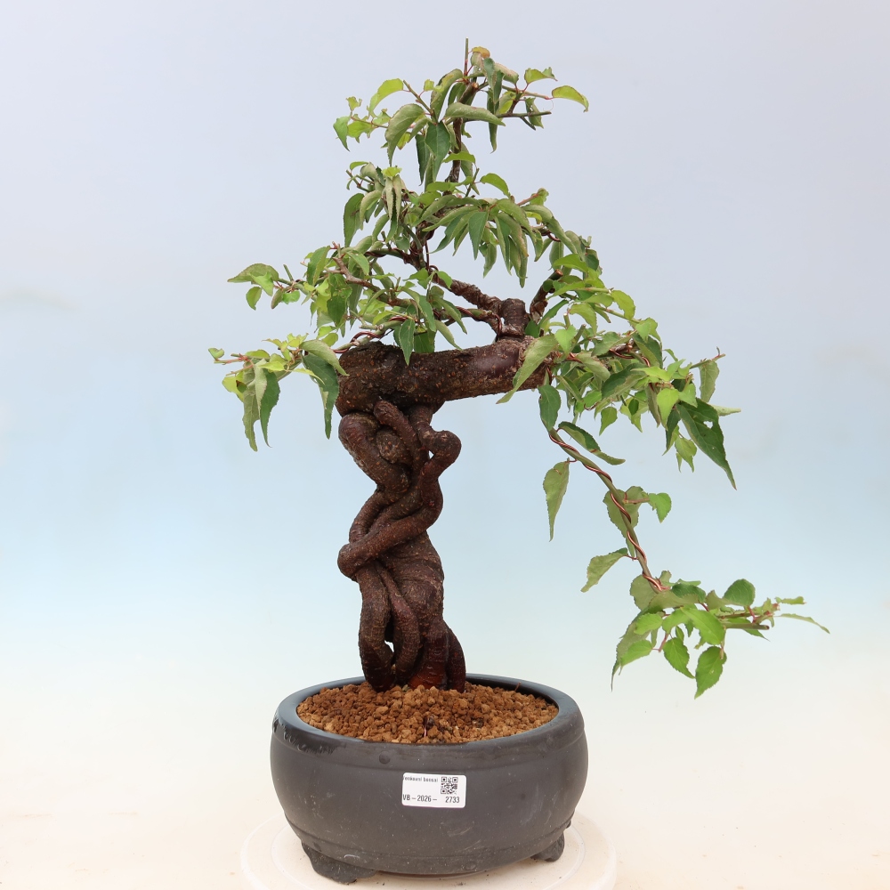 Bonsaï d'extérieur - Abricotier japonais - Prunus Mume