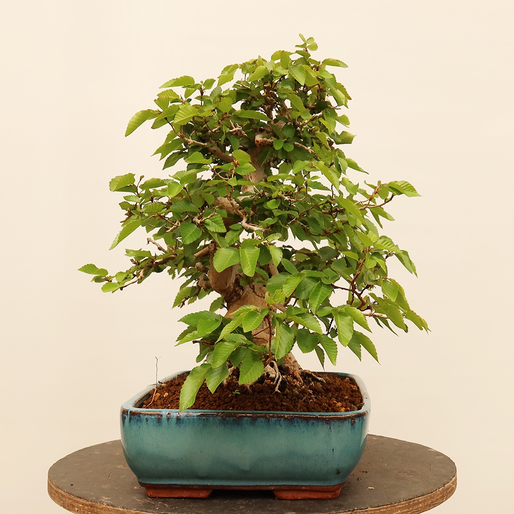 Bonsaï d'extérieur -Carpinus Coreana - Charme de Corée