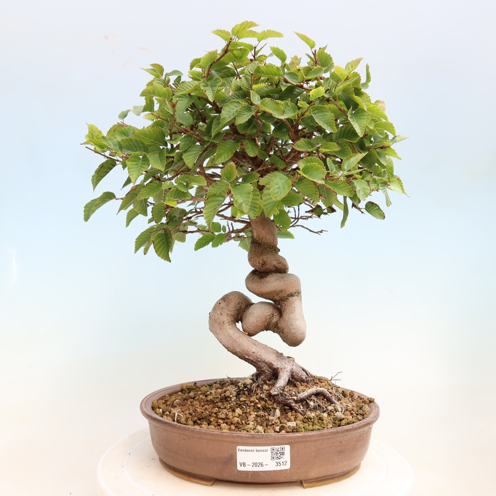 Bonsaï d'extérieur -Carpinus CARPINOIDES - Charme de Corée