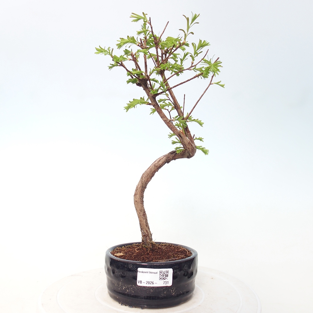 Bonsaï d'extérieur - Metasequoia glyptostroboides - Metasequoia chinois