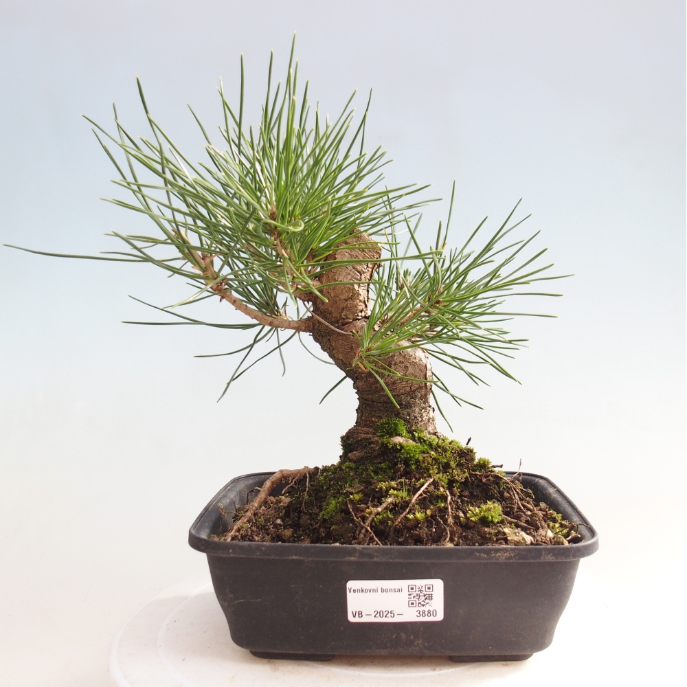 Bonsaï d'extérieur - Pinus thunbergii - Pin de Thunberg